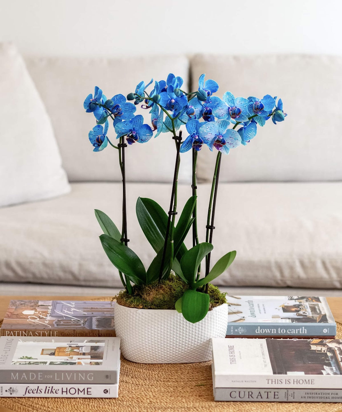 Bloomsy Orchid Flower Subscription